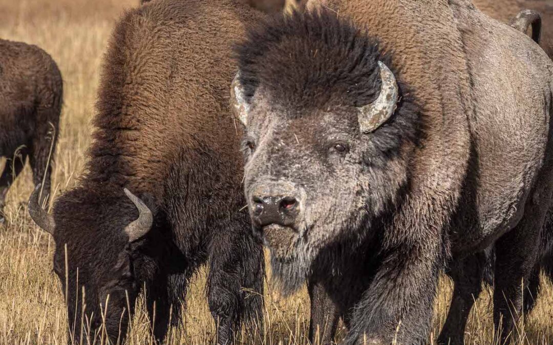 Höst i Yellowstone