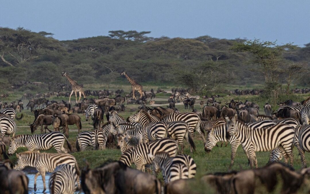 Afrikas barnkammare