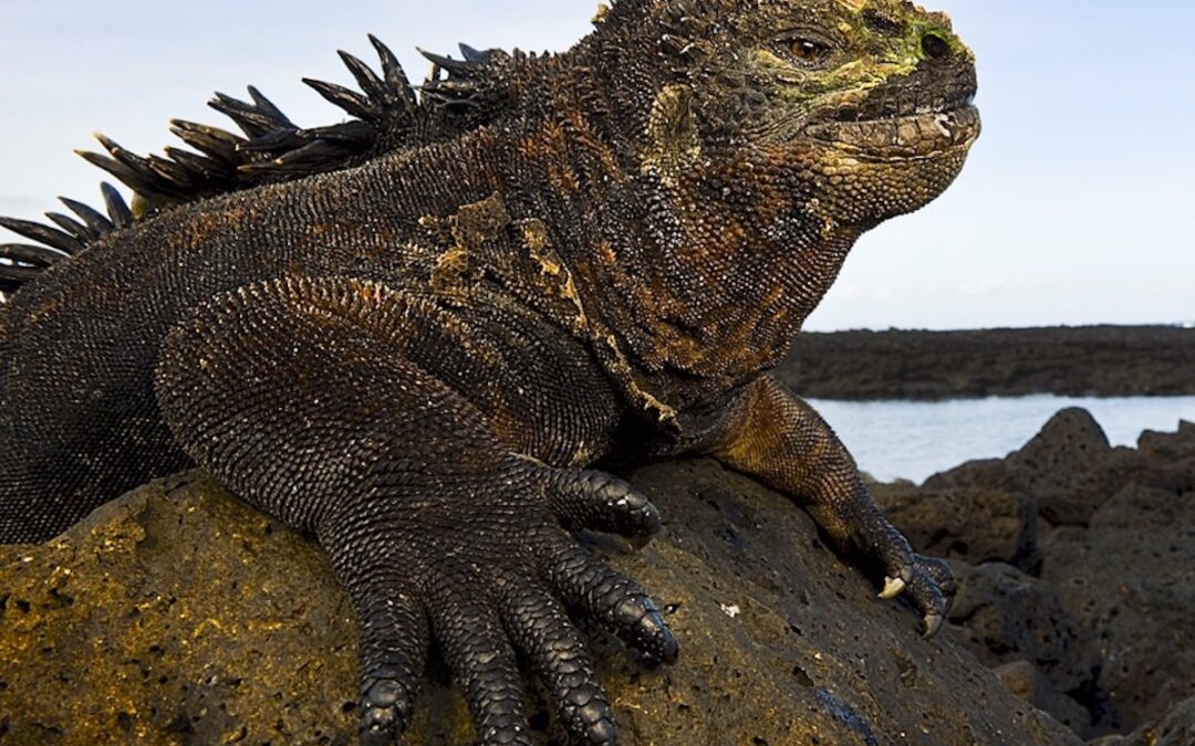 Galapagos – Edens lustgård