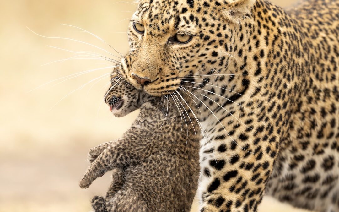 Wild Sri Lanka